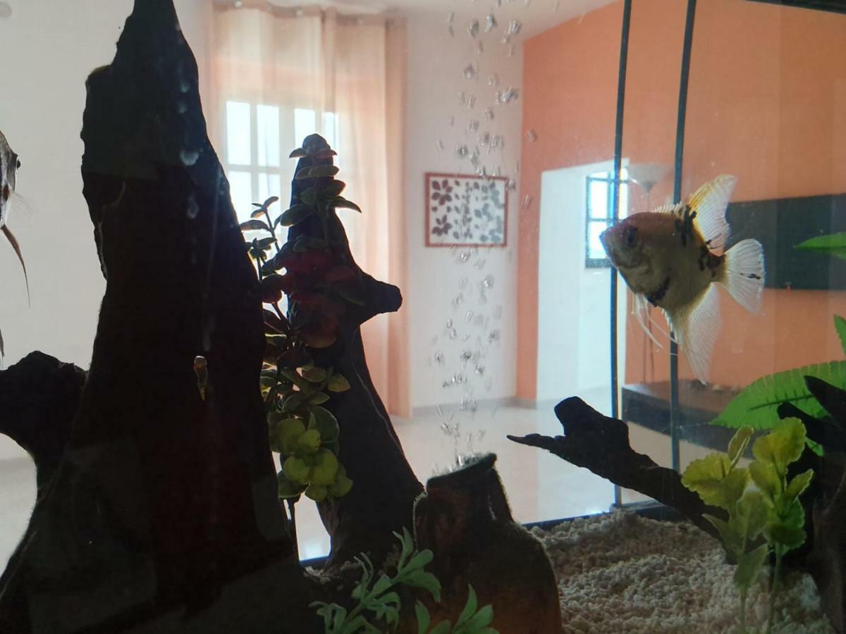 カンポマリーノ Il Casale Di Zi'Leo Bed & Breakfast エクステリア 写真